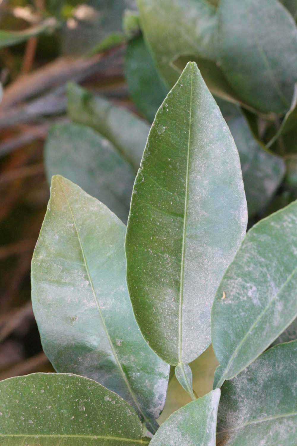            Unifoliolate leaf (Riverside, CA)   